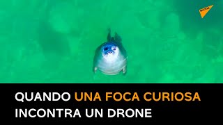 Quando una foca curiosa incontra un drone
