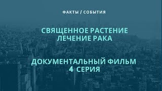 СВЯЩЕННОЕ РАСТЕНИЕ. ЛЕЧЕНИЕ РАКА / ДОКУМЕНТАЛЬНЫЙ ФИЛЬМ