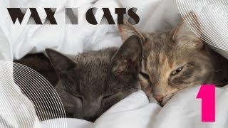 Wax n' Cats #1
