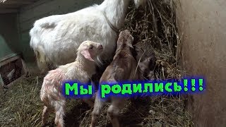 ПОПОЛНЕНИЕ В ХОЗЯЙСТВЕ//деревенские будни