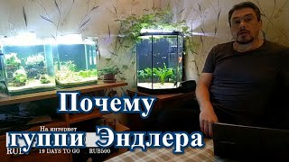#Территория_комфорта Почему гуппи Эндлера?