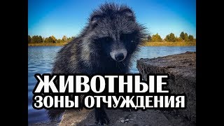 Животные Чернобыля, Волки, Лиса, Енот  Осень 2018
