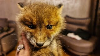 Доставка лисы на дом. Маленькая лиса попала в беду и потерялась