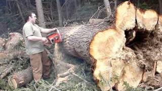Homelite Super 1050 Automatic Bucking Huge Tree