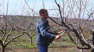 Обрезка персиков