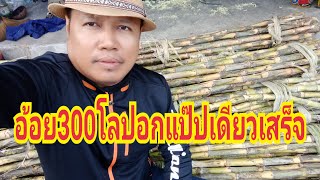 เครื่องปอกอ้อยง่ายมากๆโทร098 294 6391เก็บเงินปลายทาง