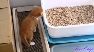 仔猫（チップ）の初めてのトイレ！Kitten (chip) for the first time toilets