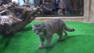 お昼休み明け コマヌル登場～～♪　マヌルネコ（コマヌル）　那須どうぶつ王国にて　00004