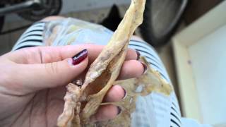Покрытый плесенью рыбий осетровый клей (Sturgeon glue)