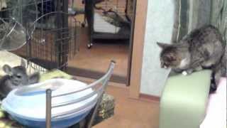 SPA для шиншиллы (Chinchilla at the mini bath-room)