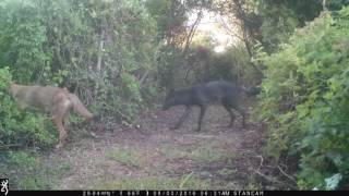 7 Coyotes this morning on Sullivan's Island, SC