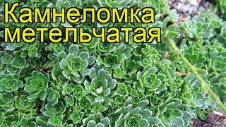 Камнеломка метельчатая. Краткий обзор, описание характеристик, где купить саженцы