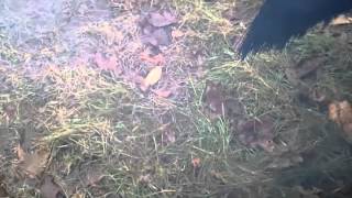 Diesel exhaust diagnosis