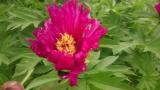 Paeonia Morning Lilac