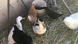 BACKYARD CHICKENS AND DUCKS **VLOG** (LOTS OF MATING) DAY 79