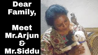 Pets Story - Cute Animals and Birds in our Home/ Funny Pet Videos / Pets & Garden/ Life with Pets