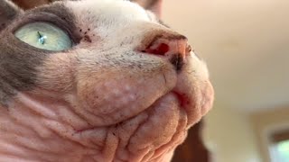 Cat scared of touch reacts to love