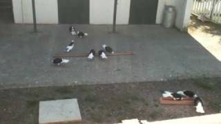 ΡΑΧΑΤ ΜΠΑΞΕ ΝΤΟΥΝΕΚΙΑ - ΠΥΛΑΙΑ ΘΕΣΣΑΛΟΝΙΚΗΣ