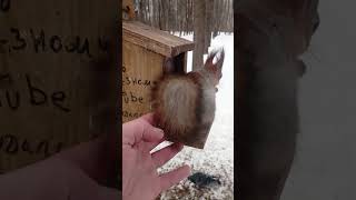 Незнакомая белка у кормушки / An unfamiliar squirrel at the feeder