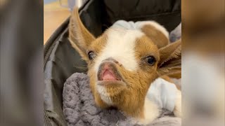 Deformed baby goat fights to survive