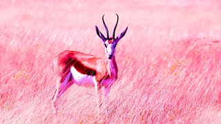 Positive Healing Frequency | 432Hz Music For Meditation | Self Love Energy | Detox Your Soul