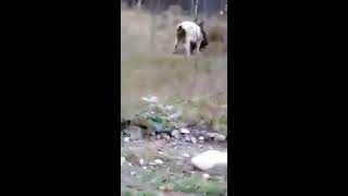 СХВАТКА МЕДВЕДЯ ПРОТИВ БЫКА|ЖЕСТЬ!