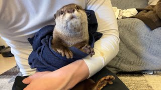 飼い主の古くなった服をカワウソにプレゼントした結果… The result of giving an otter the owner's old clothes...