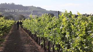 Seasons of the Vineyard: Summer (A Jordan Winery Video Series)