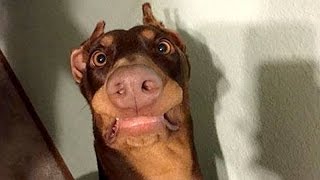 Funny dogs never fail to make you happy and smile - Funny dog compilation