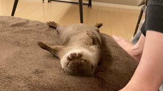 寝方を少しずつ猫に真似されていくカワウソ otter whose sleeping style is gradually being imitated by a cat