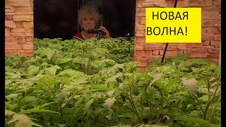 Обзор погоды и рассады 29 марта. Вторая волна рассады подрастает! 
