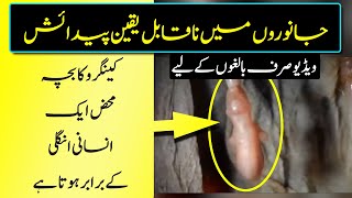 The Most Incredible Births in the Animal World - Purisrar Dunya