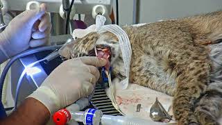 Windsong Memorial Cat Hospital Surgery Room Cam 05-03-2018 11:32:13 - 12:32:13