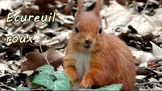 ECUREUIL ROUX qui trouve à manger et vient réclamer