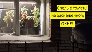 Томаты срочно 'переселила" на окно! 