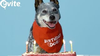 How to Throw Your Dog a Birthday Paw-ty for National Puppy Day ?