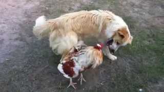 Dog v Chicken