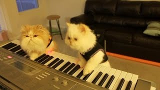 Коты музыканты играют кошачьи вальс)