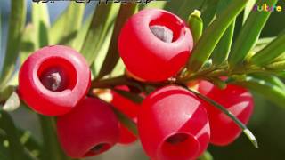 نباتات وزهور || احذروها فهي سامة || ثقافة