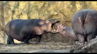Baby Hippo Fritz Acting Big After Running to Mom from Fiona - Cincinnati Zoo