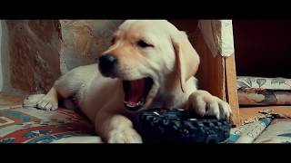 Süße Labrador welpen beim Spielen