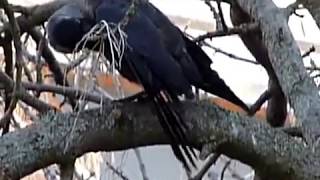 Бедная галка-1 - какая-то веточка застряла в клюве // Poor jackdaw-1 - some twig stuck in its beak