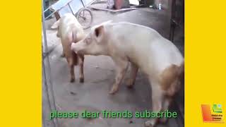 Pig mating 1