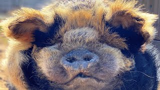 This pig may never win a beauty contest. But he'll steal your heart.