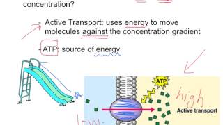 Facilitated Diffusion & Active Transport