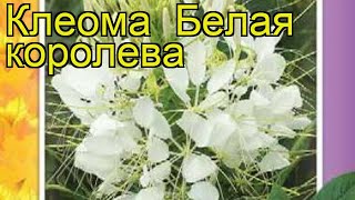 Клеома Белая королева. Краткий обзор, описание характеристик cleome spinosa Belaya koroleva