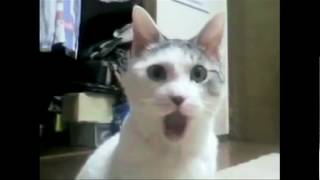 cat says "WOW"