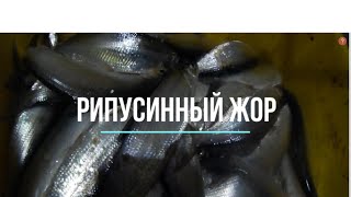 Предновогодний ЖОР рипуса!!! Рыбалка в МОРОЗ!!!
