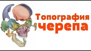 Видео-урок по анатомии. Топография черепа / Топографія черепа