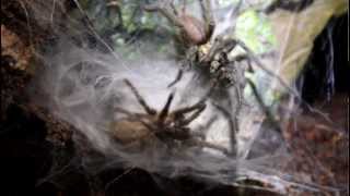 Heterothele villosella - Mating Behaviour [HD]